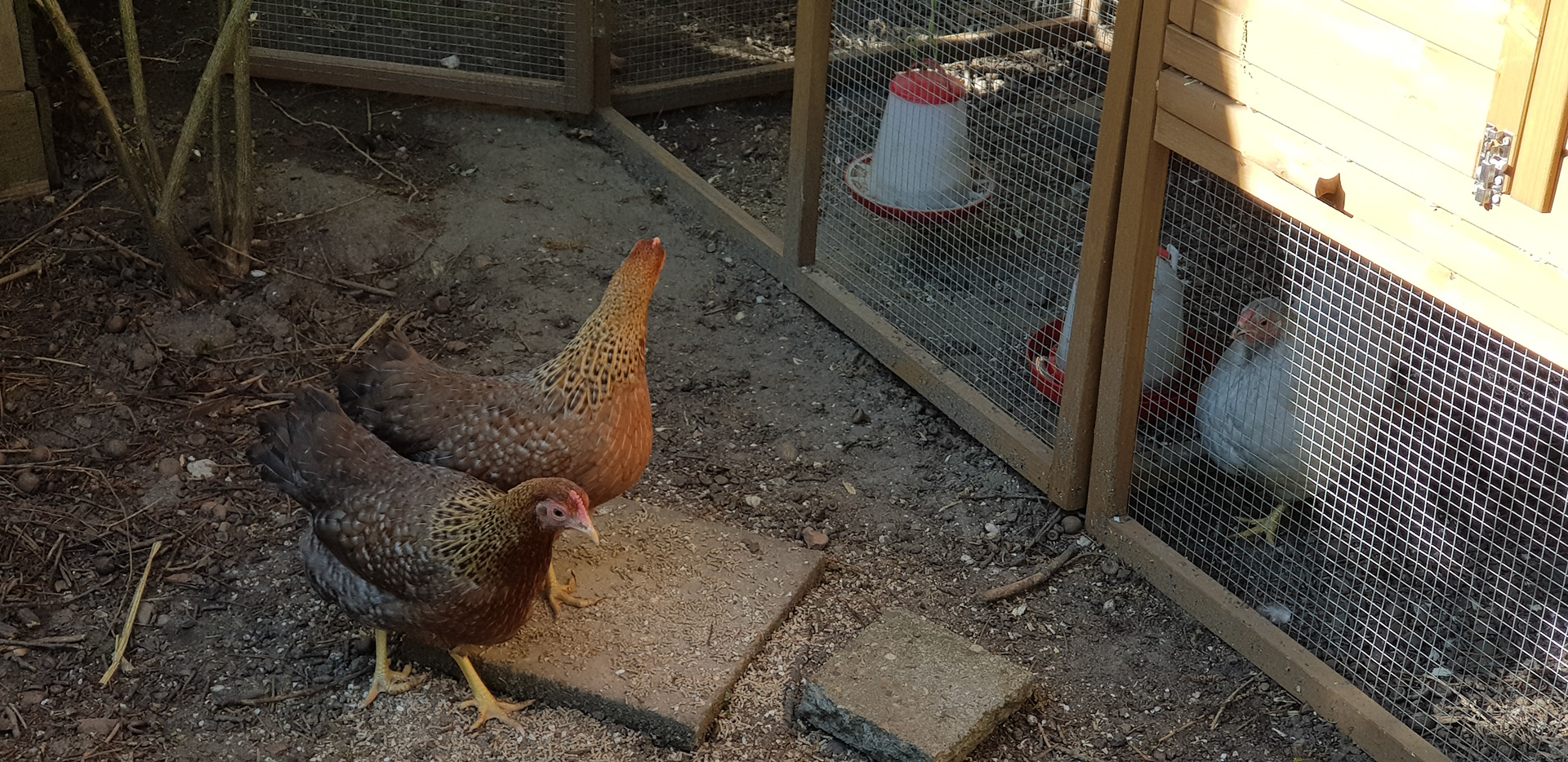 3 new chickens