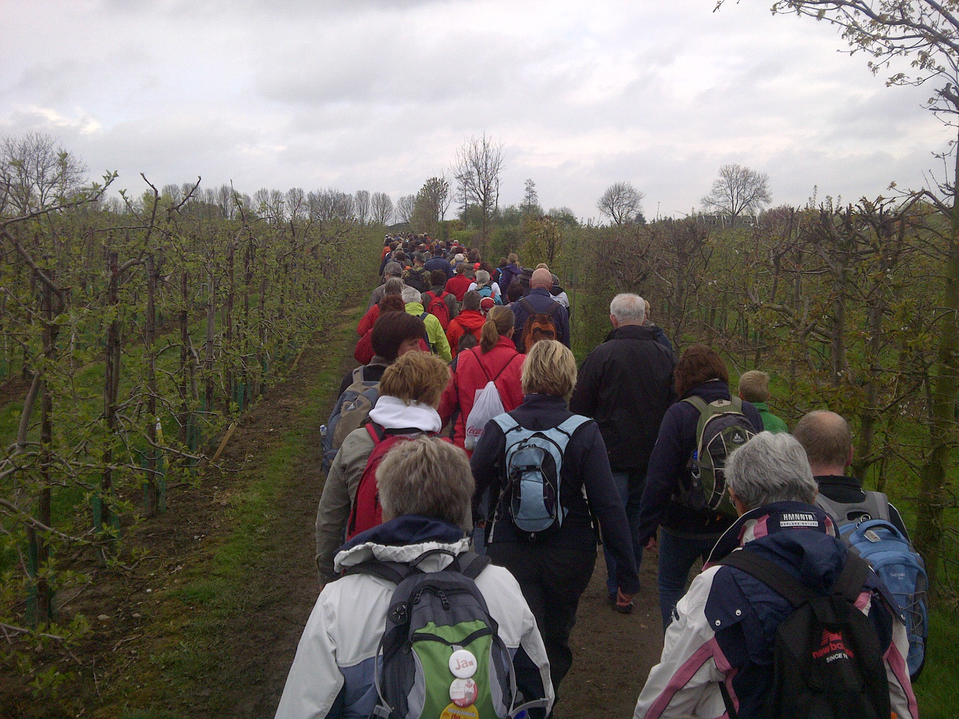 Nog weinig bloesem bij de bloesem wandeltocht