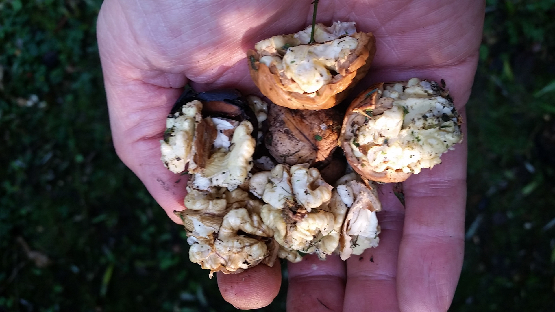 Walnoten en grasmaaier