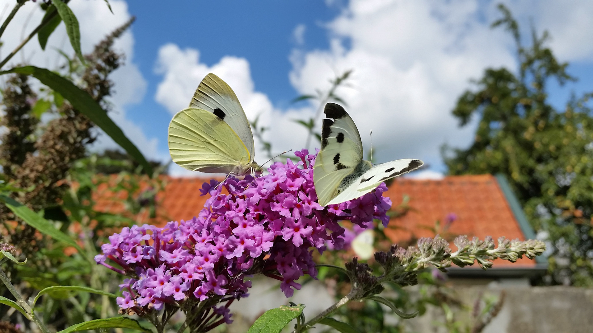 Vlinders in de tuin