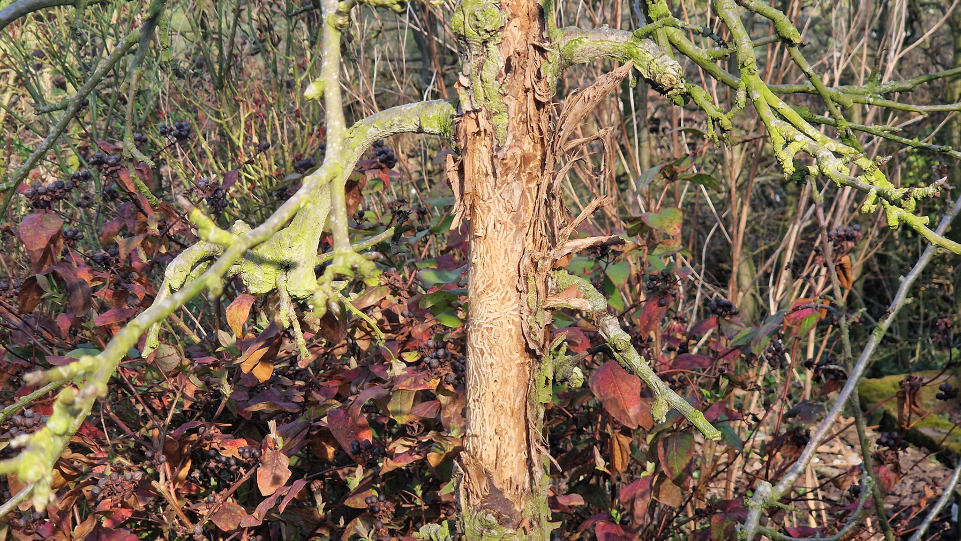 Woodpecker mayhem