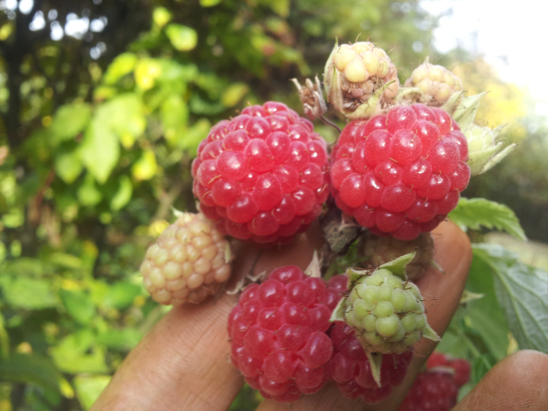 Frambozen plukken in eigen tuin