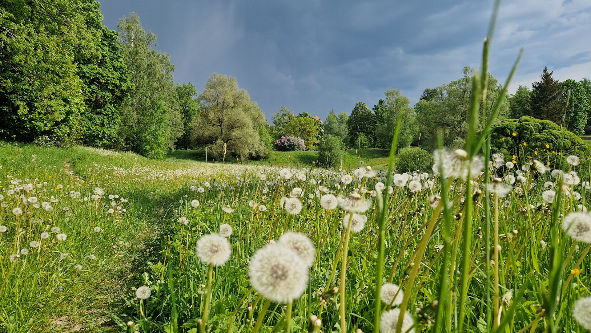 Dandelion hell