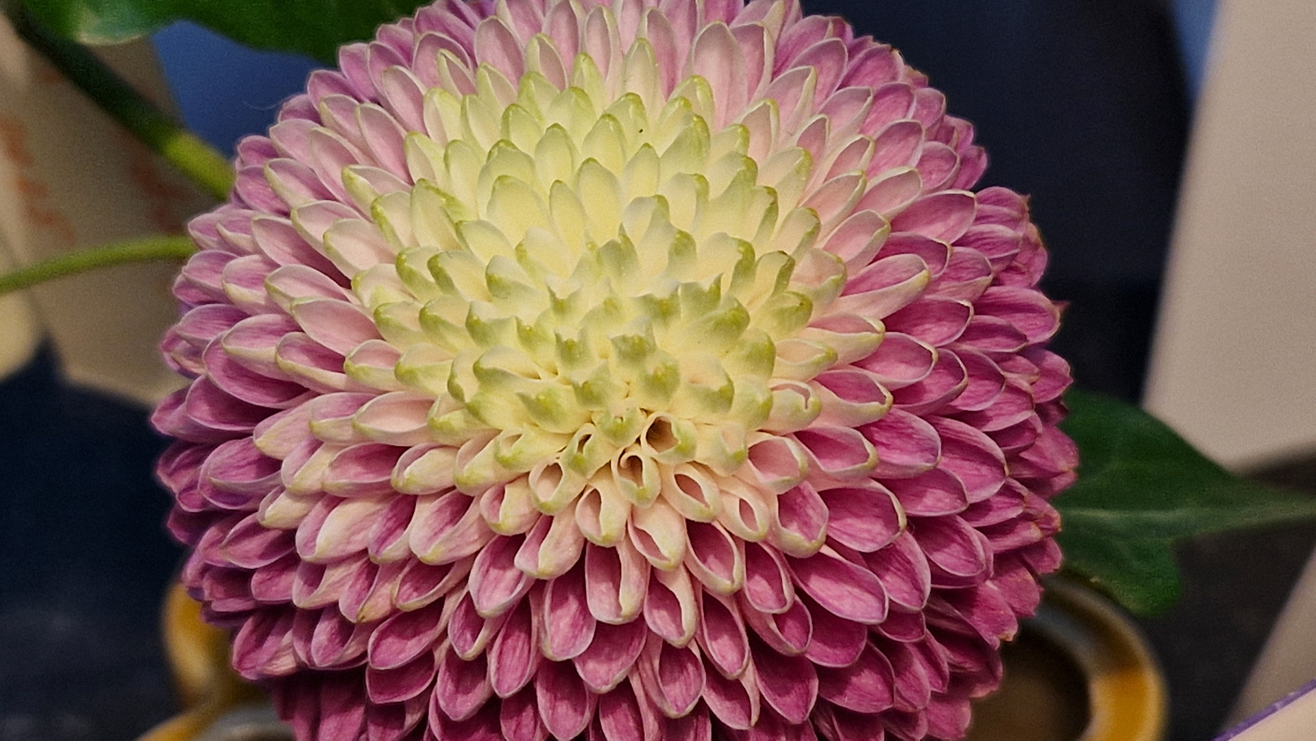 Impressive dahlia