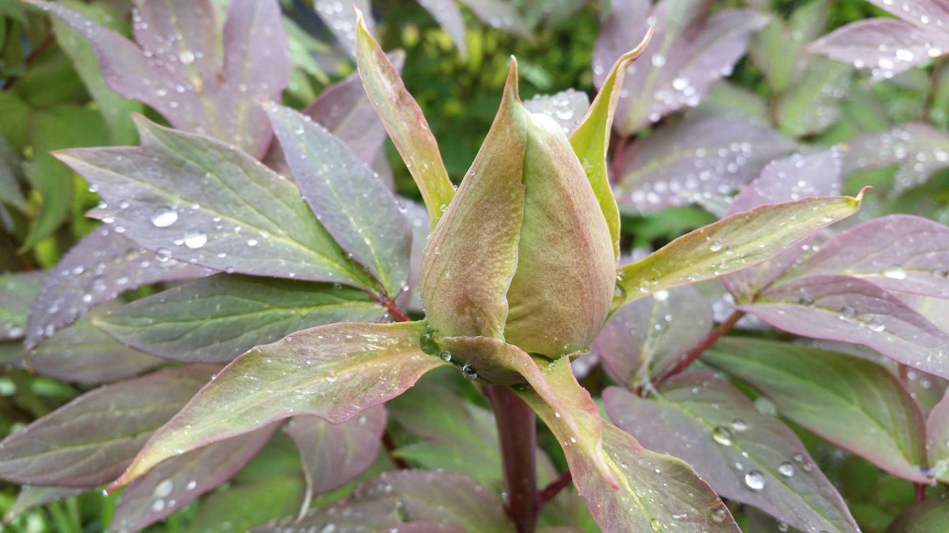 Druppels op de pioen