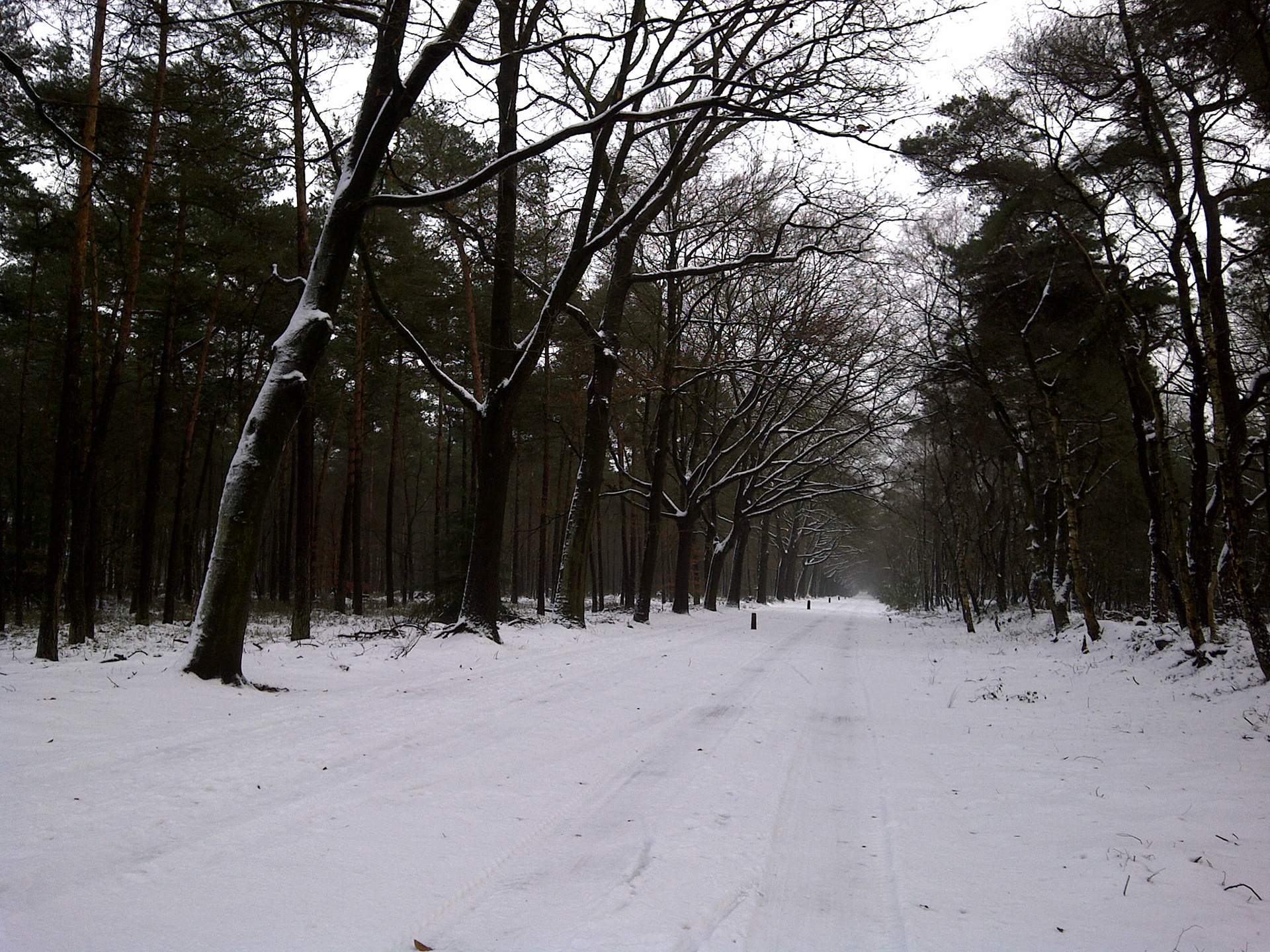 Lose the Xmas kilos (and flee from in-laws) in a 15km run across snowy #Holterberg