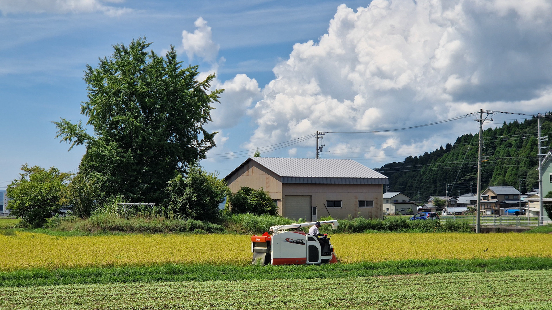 Rice harvester
