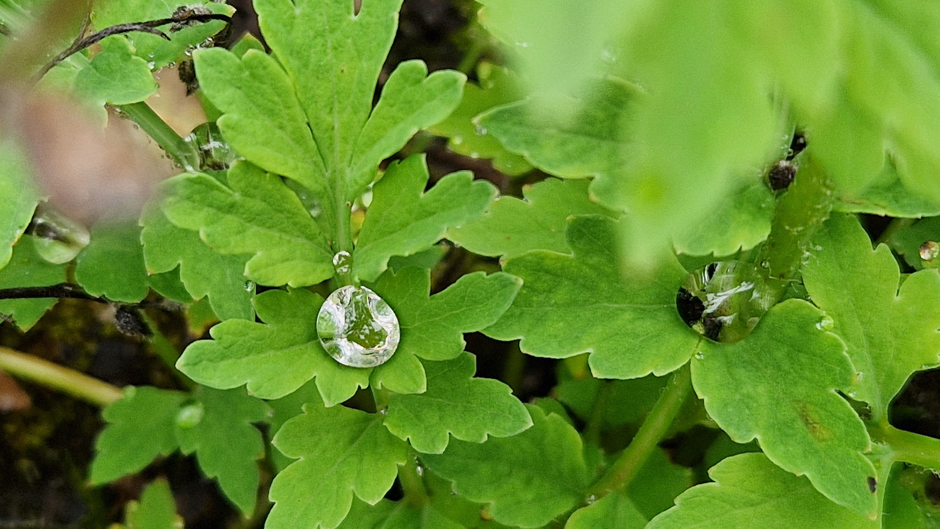Raindrops