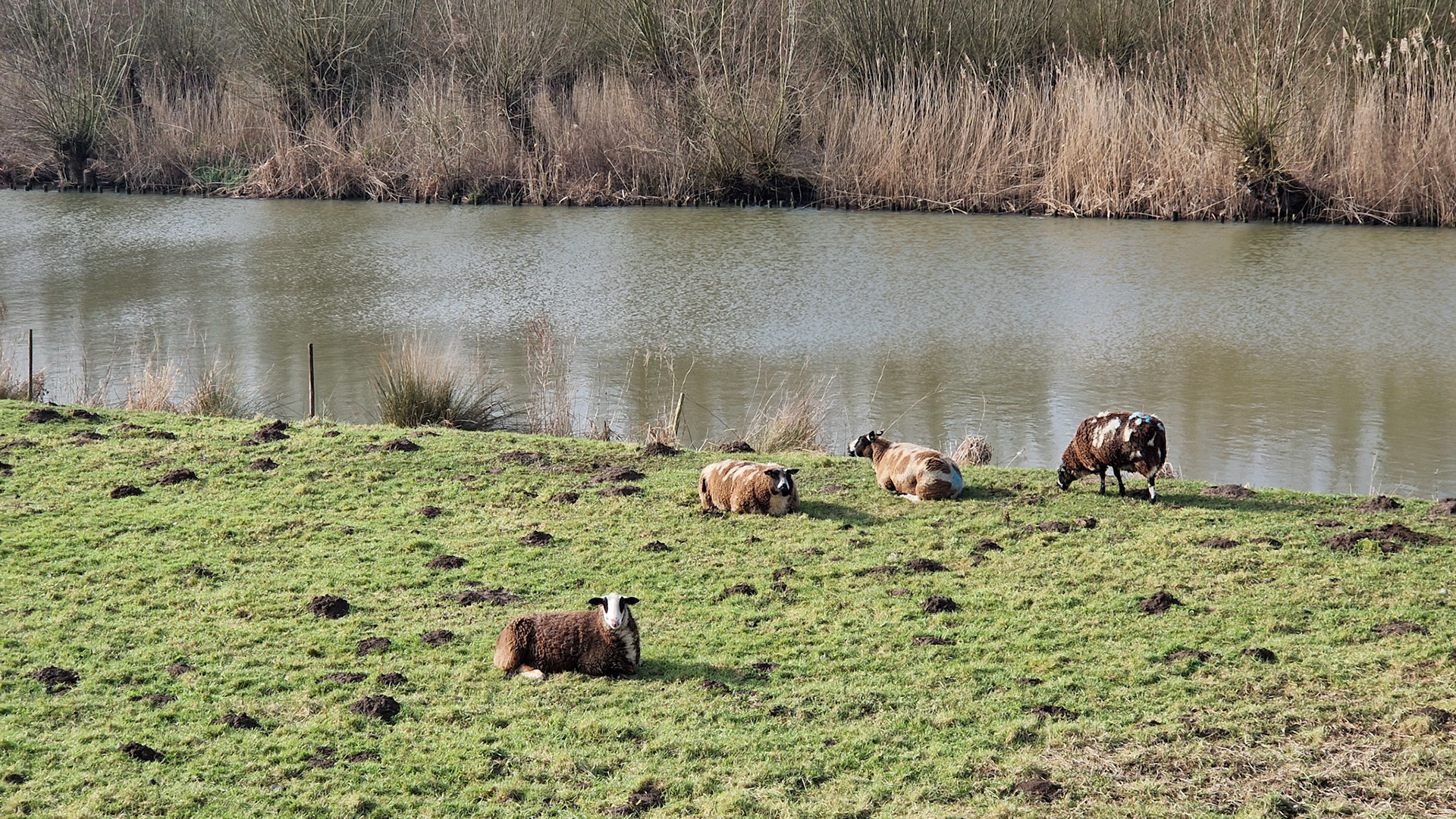 Sheep in the sun