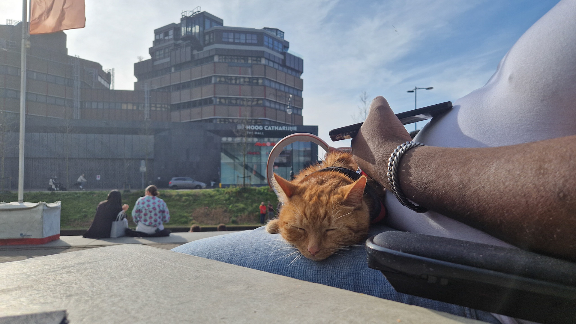 Urban kitty