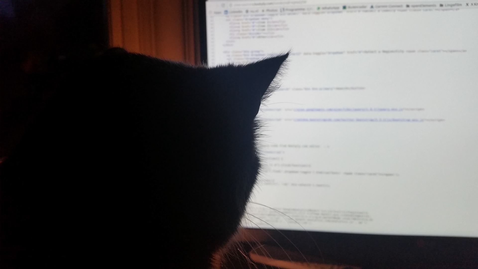 Coding kitty