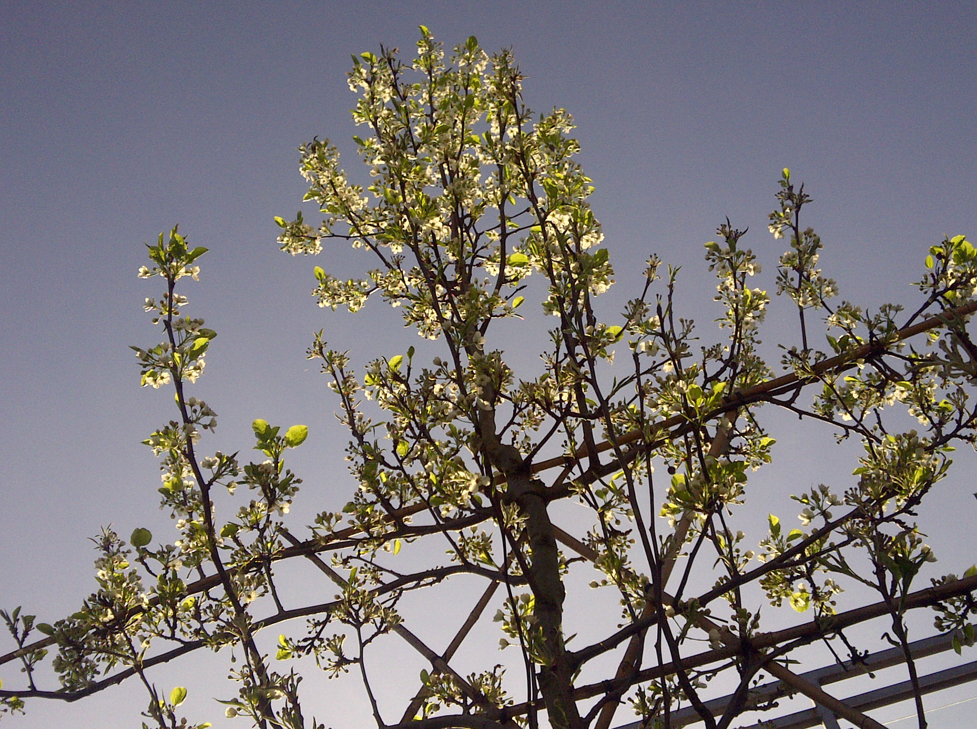 Sun is shining, blossom blooming, got a BBQ for my 40th, friends coming tonight #luckyme