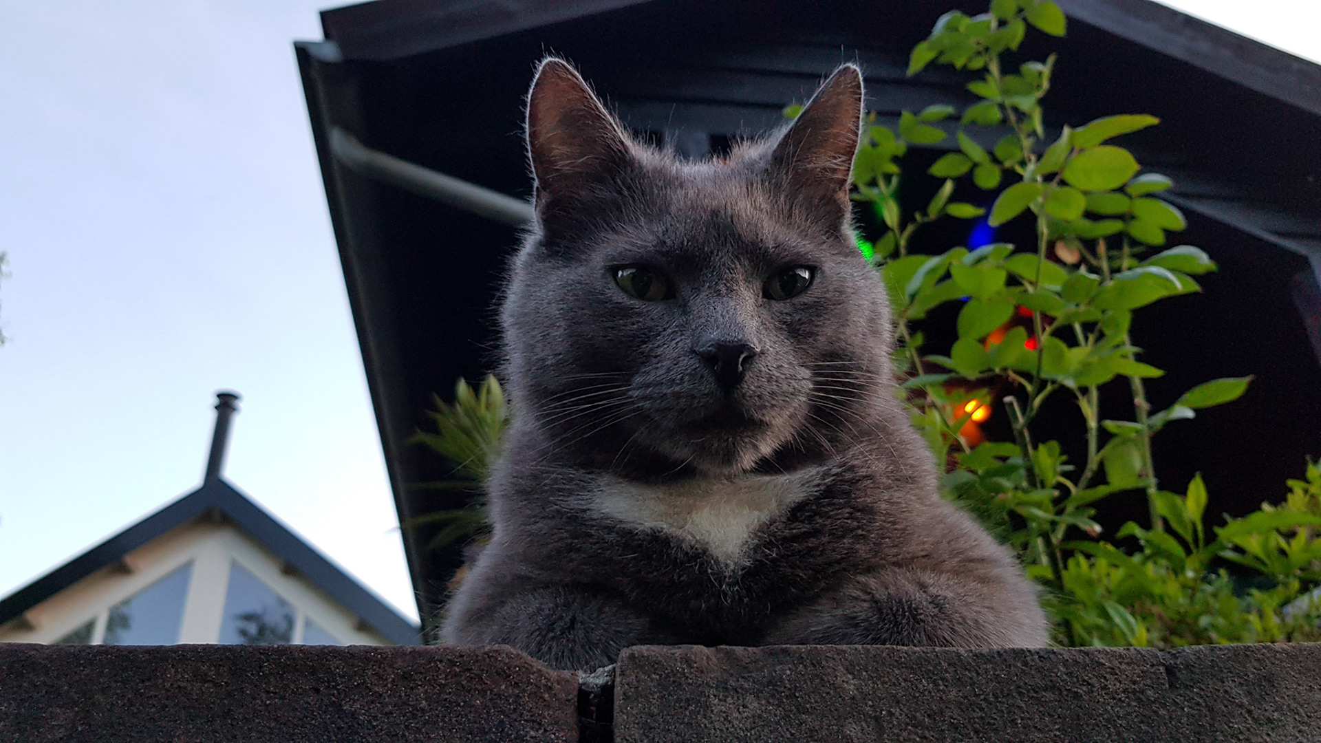 Beer heerst over de tuin