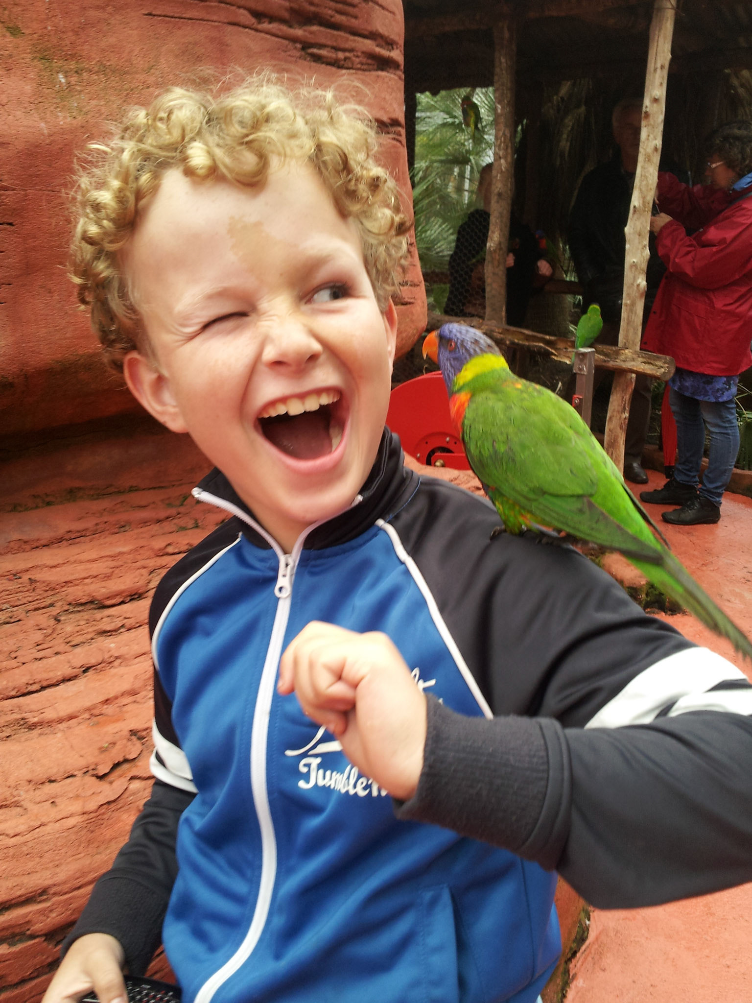 Lori's kunnen heel hard in je oor kwekken