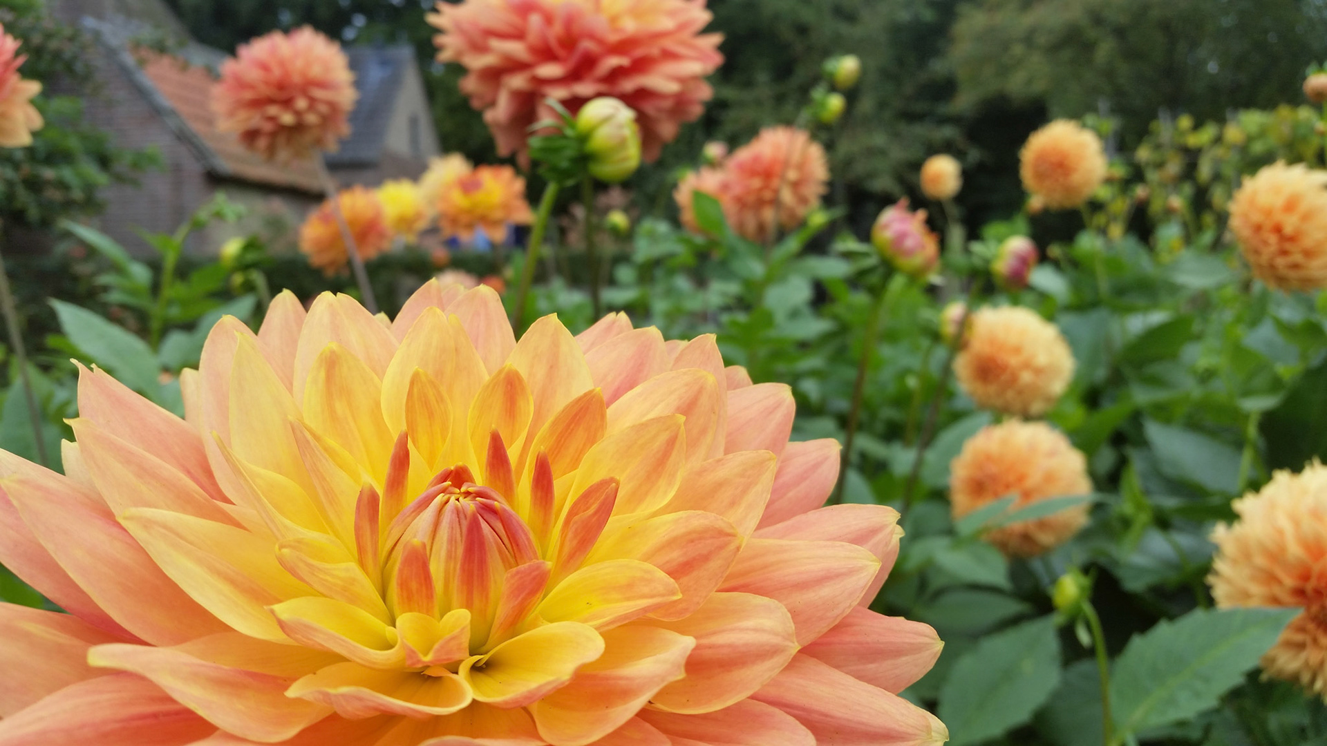 Amazing Dahlia 1