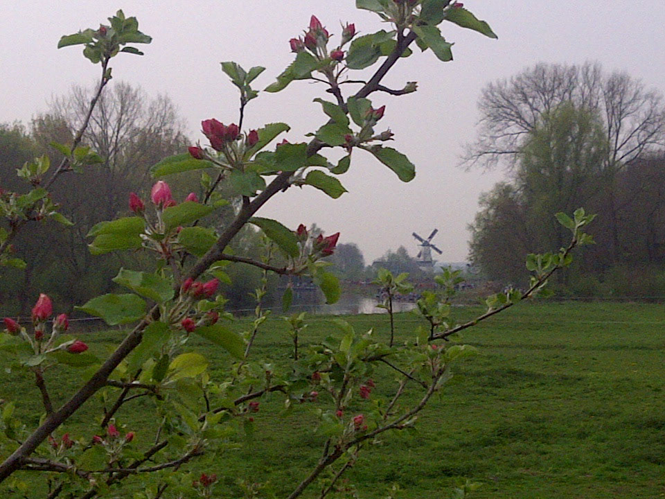 Bloesemwandeltocht 2011