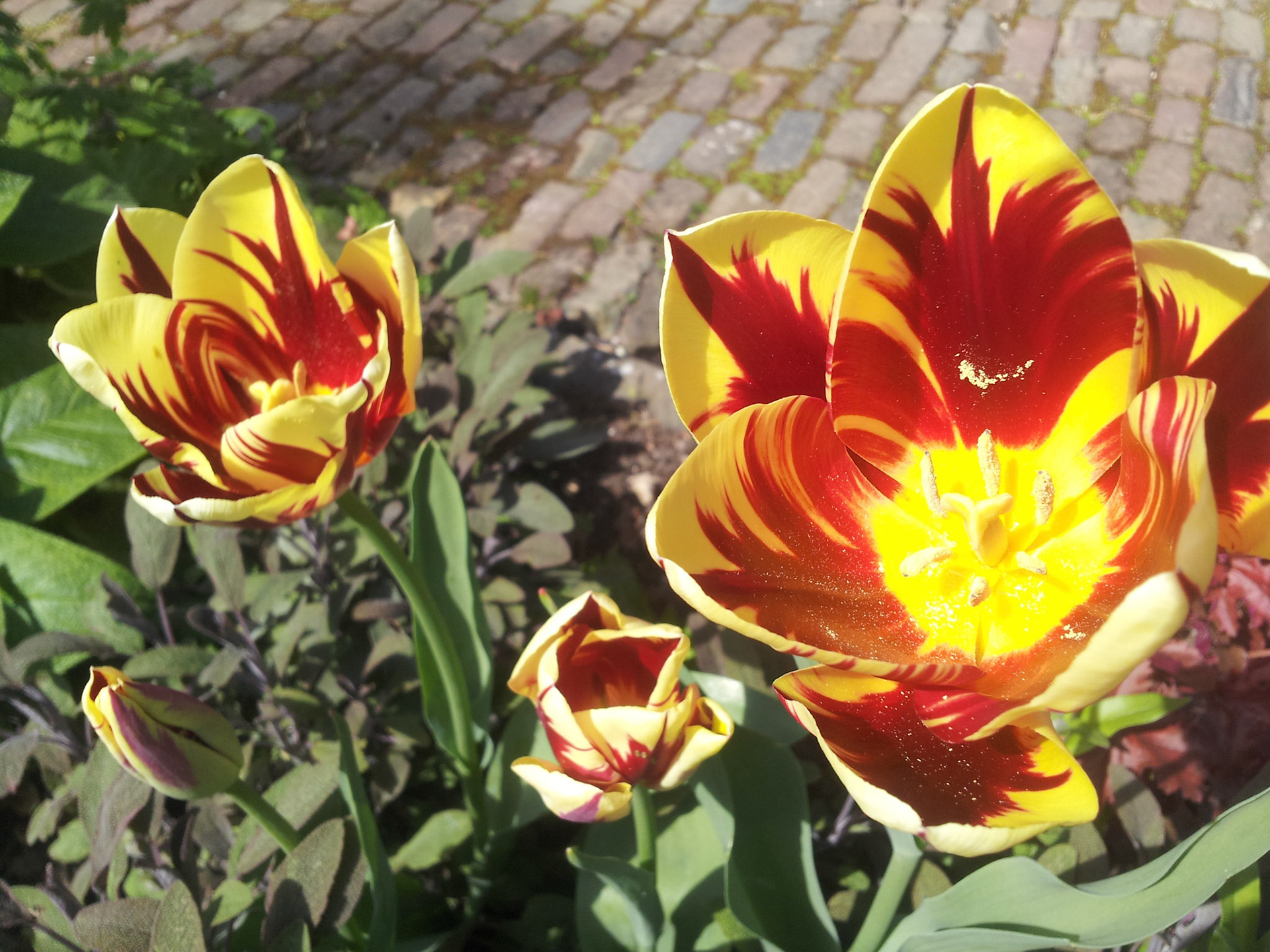 Vlammende tulp