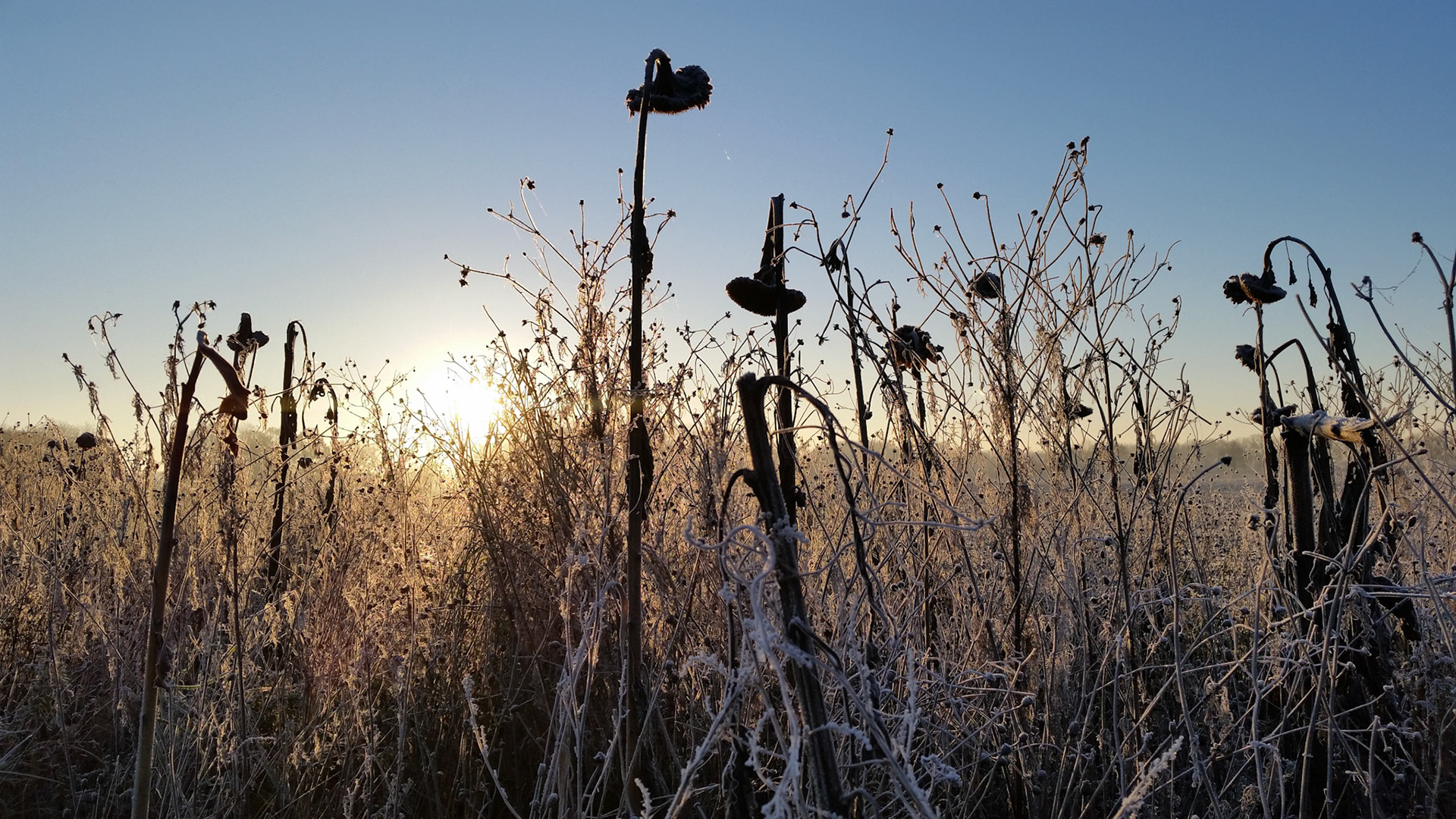 Bevroren zonnebloemen