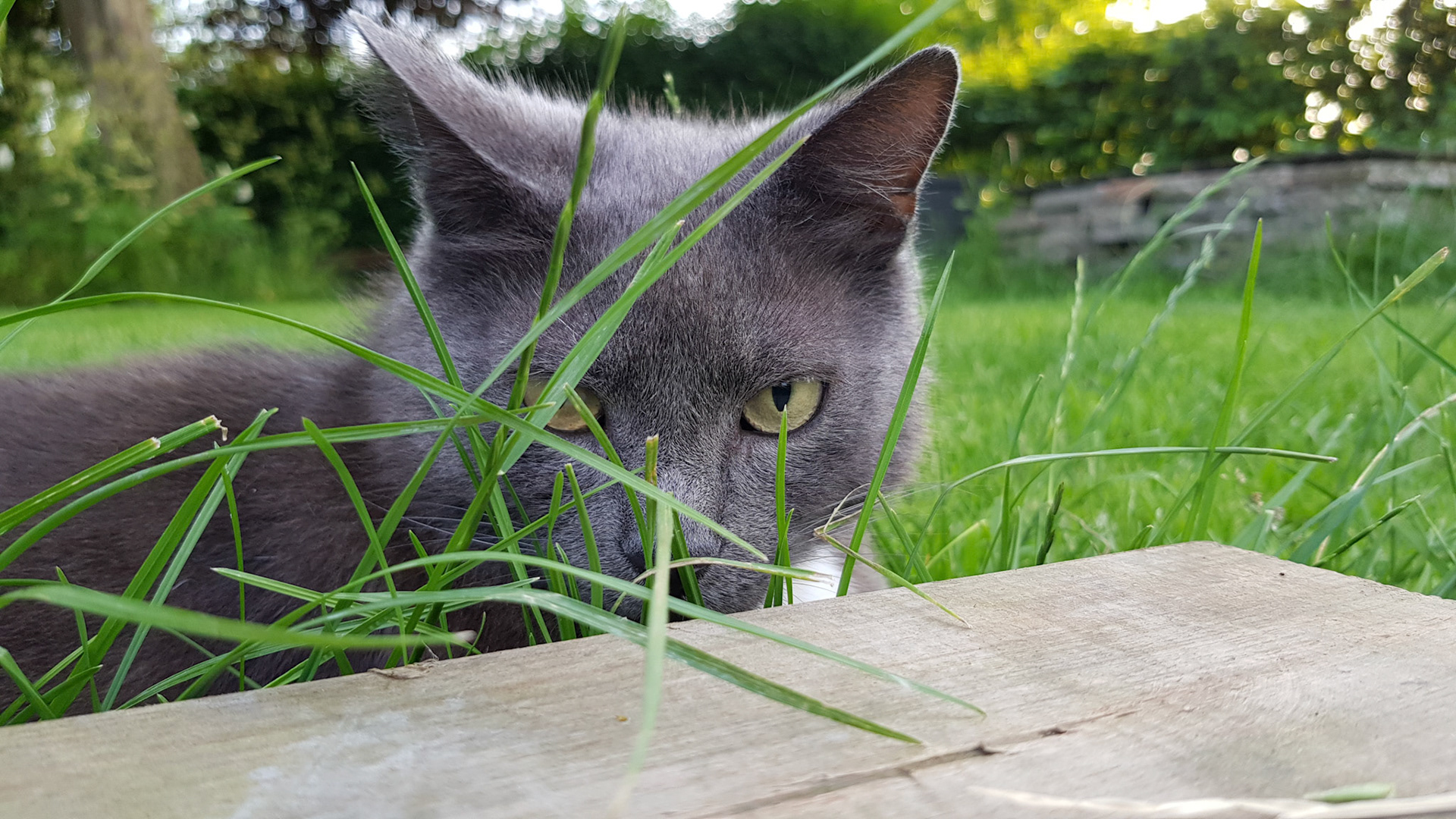 Verstopt achter sprietje