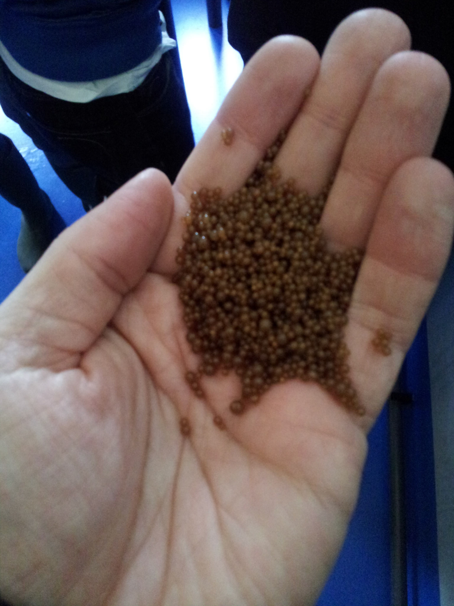 Pellets uit het grondwater voordat het mijn kraan uit komt