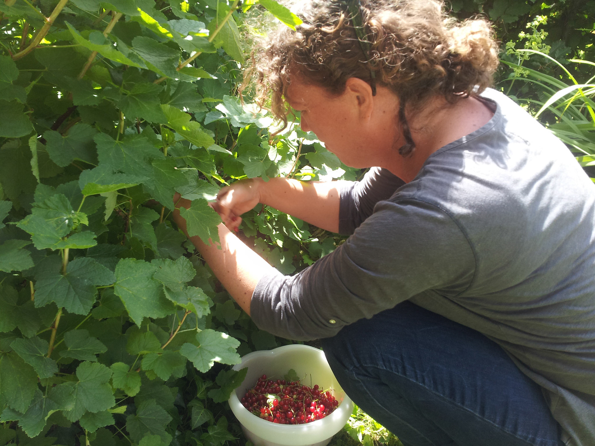 Aalbessen uit eigen tuin
