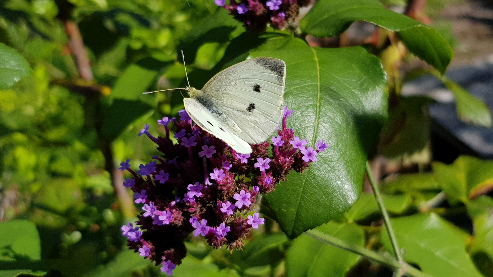 Vlindertuin Deil