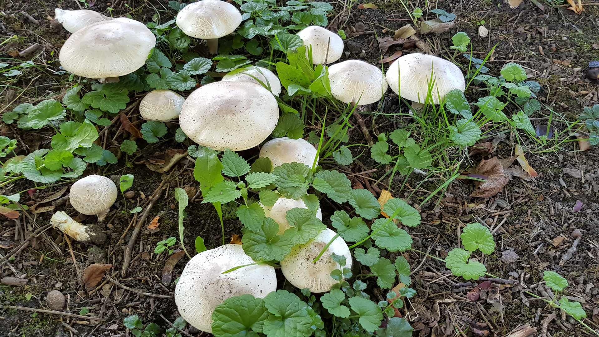 Al herfst in de tuin