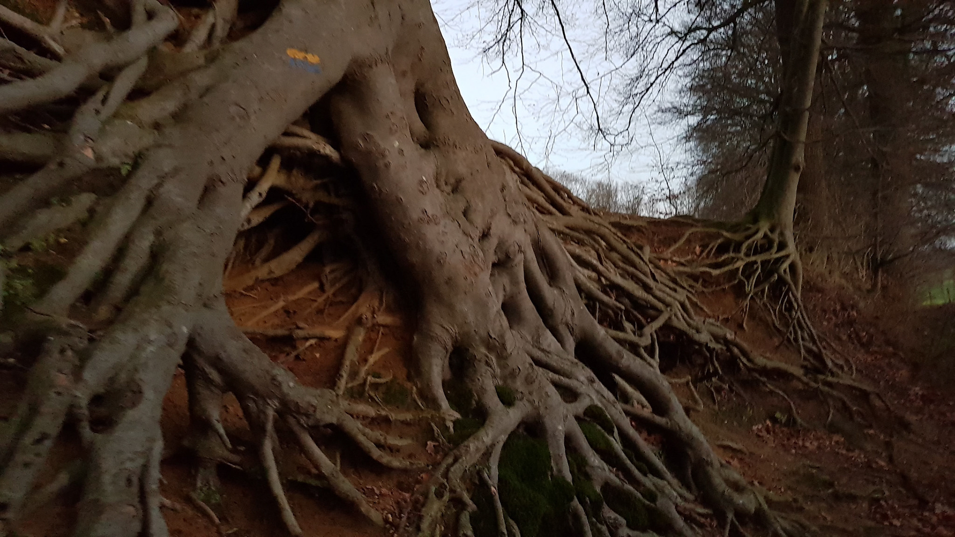 New year's walk