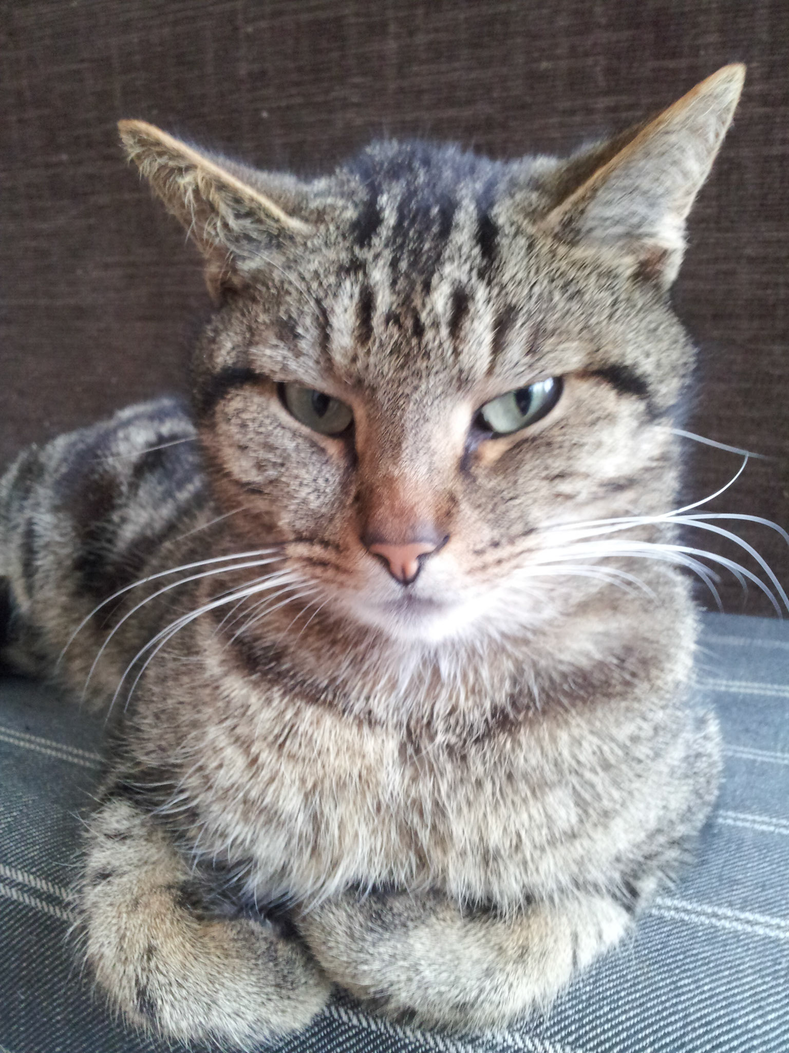 Retractable cat paws