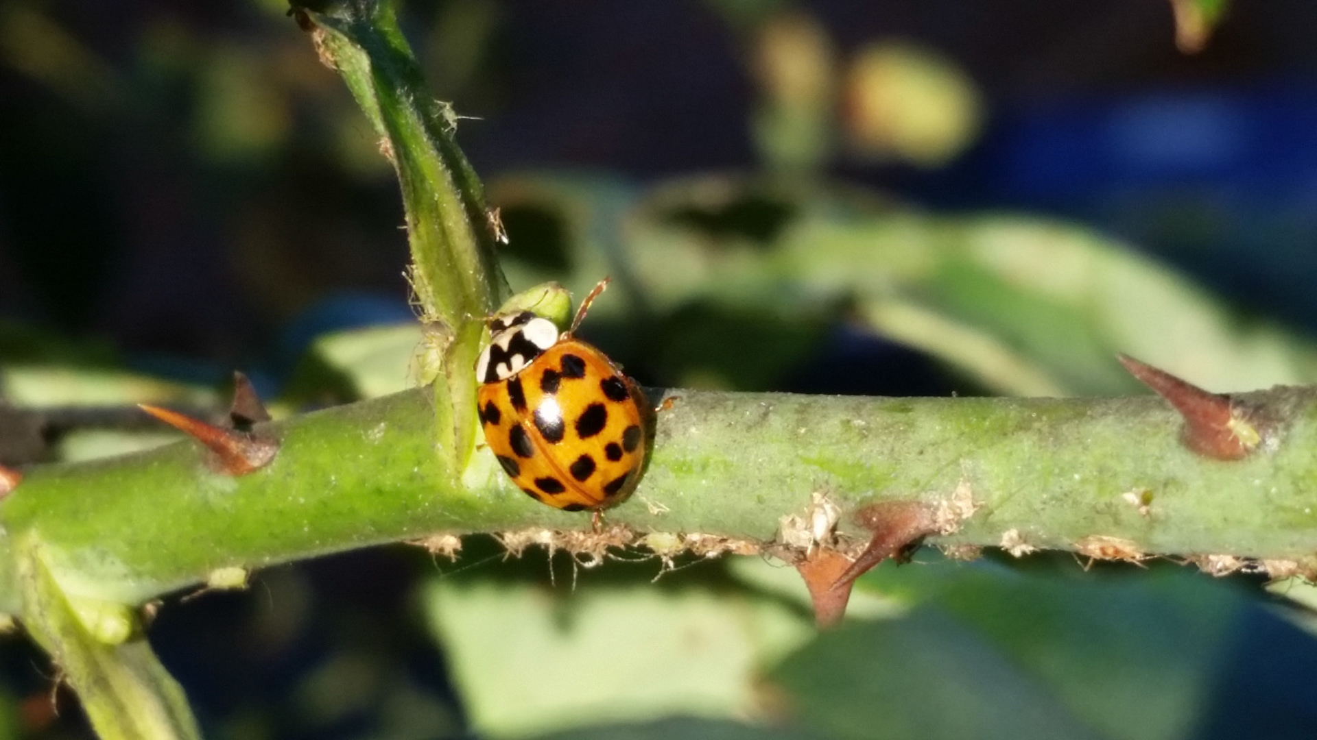 Amazing stabilized zoom on my s5