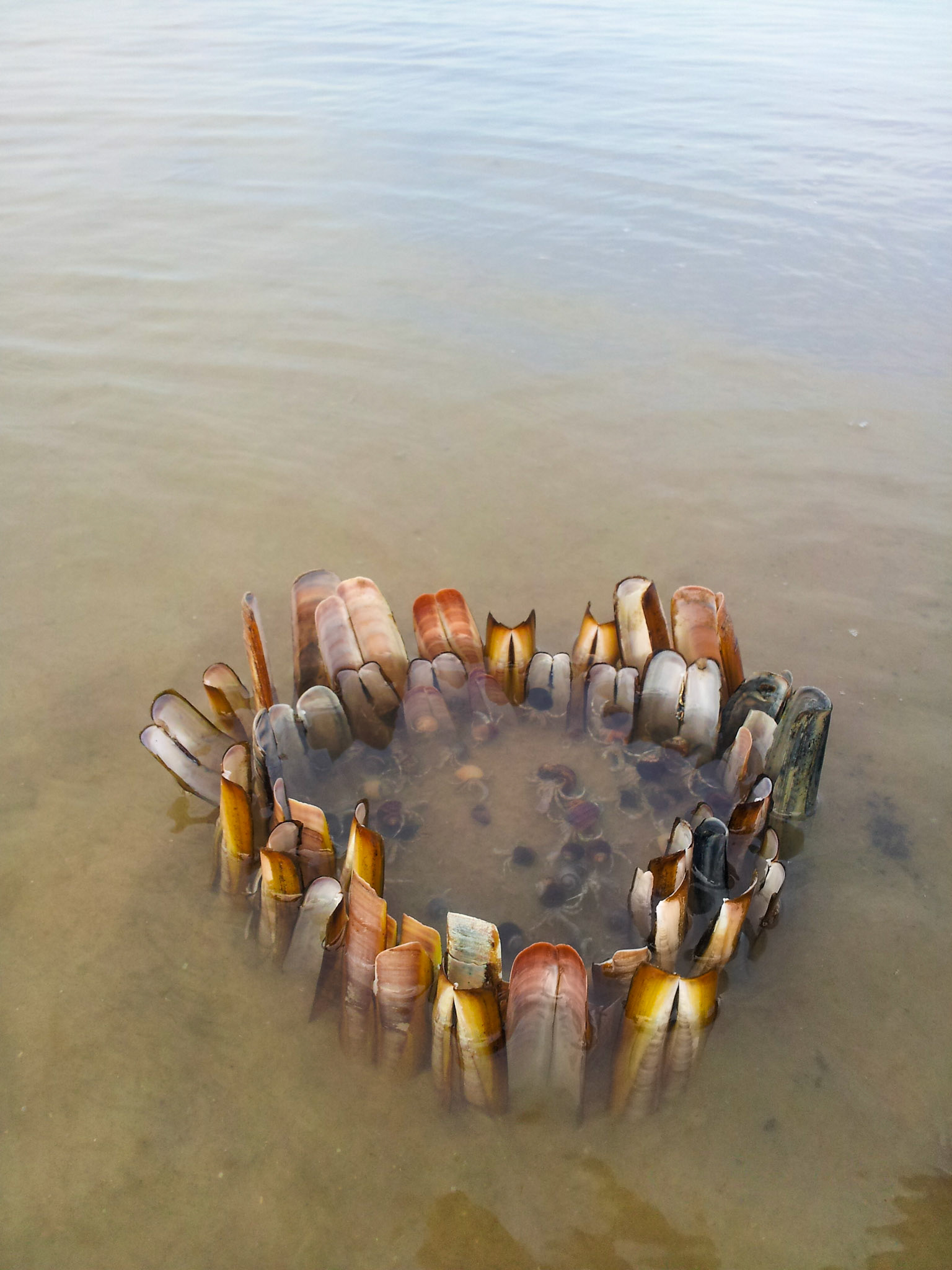 Heremietkrabjes in een schelpengevangenis