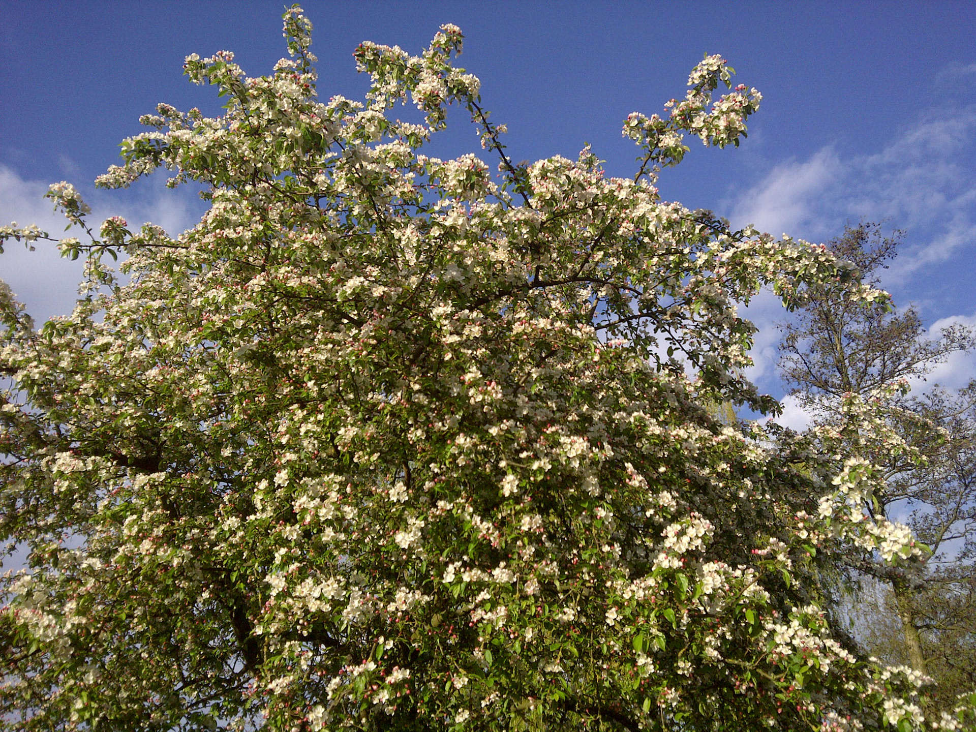De bloeiende sierappelboom zoemt van de bijen