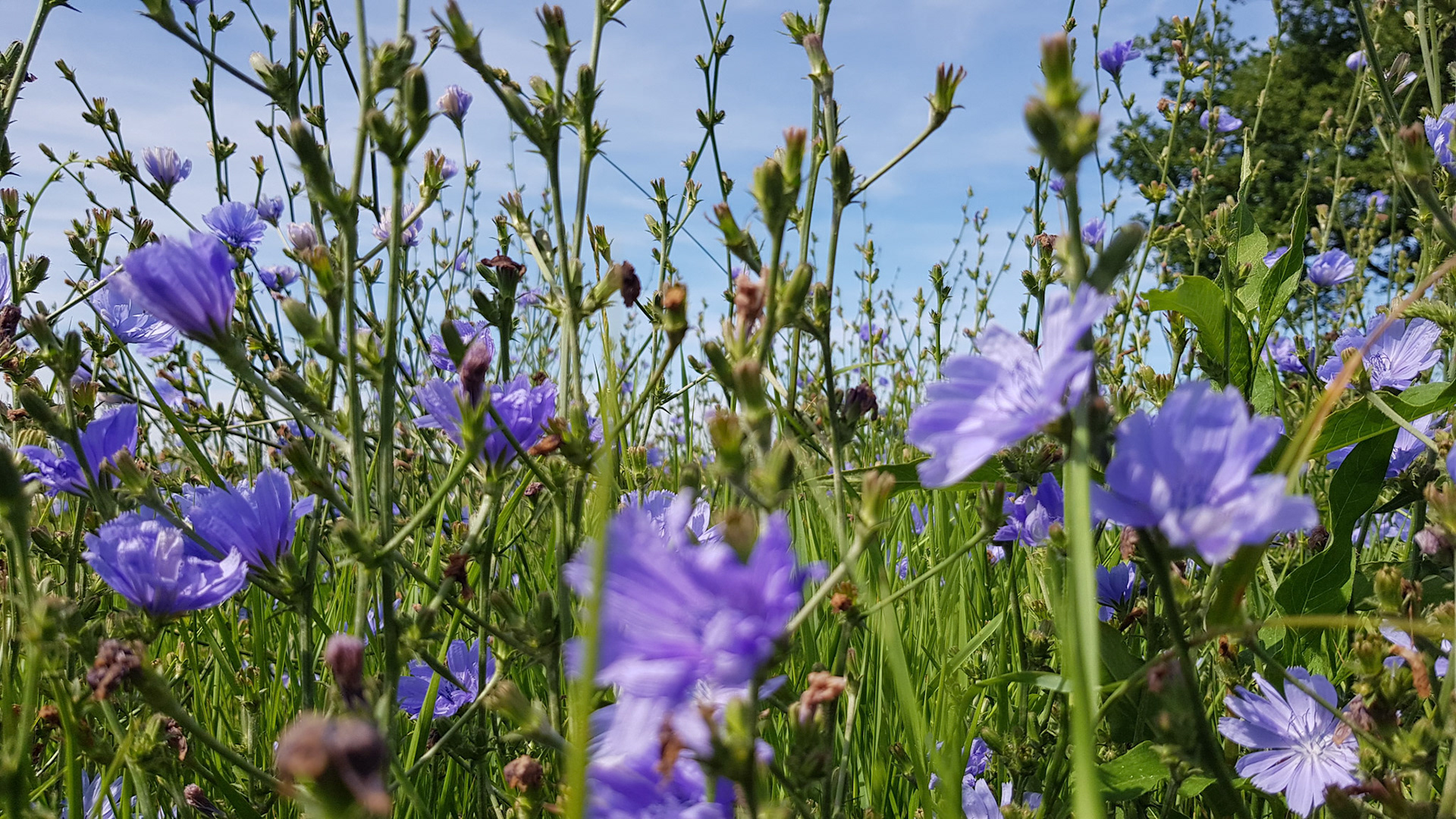Heel veel korenbloemen