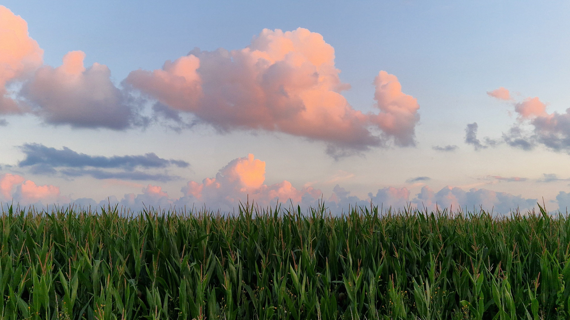 Corn and clouds 2