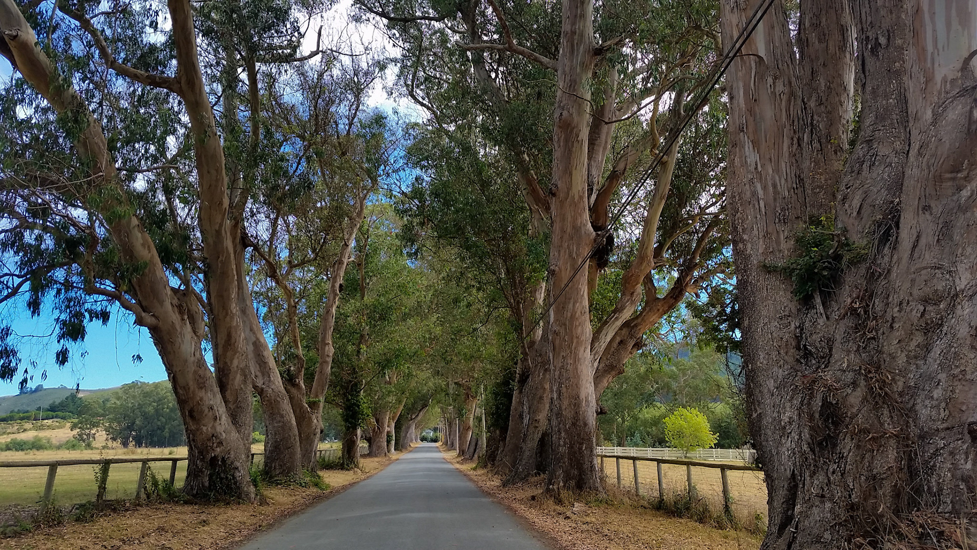 The smell of eucalyptus