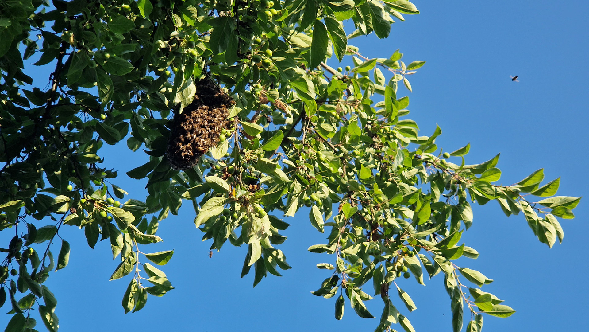 Bijenvolk in de boom