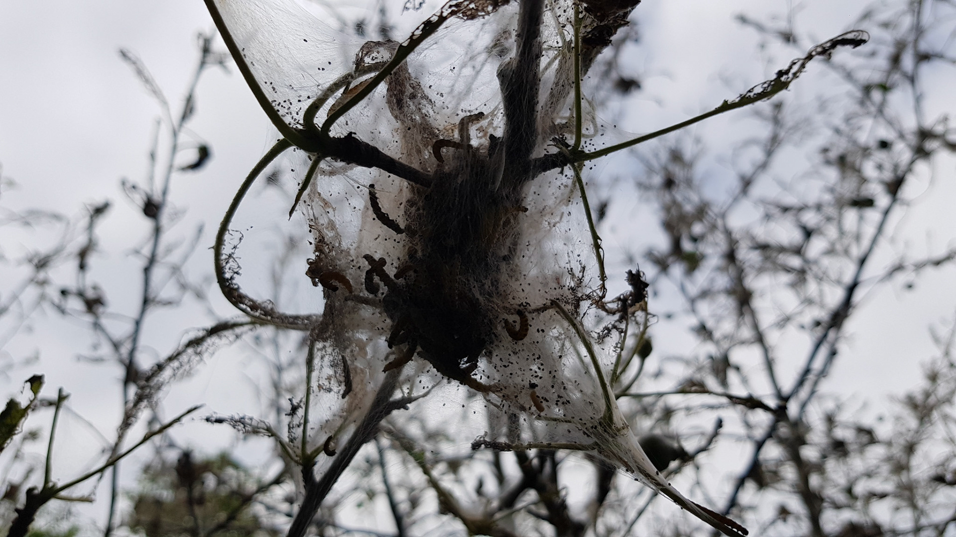 End of the apple tree