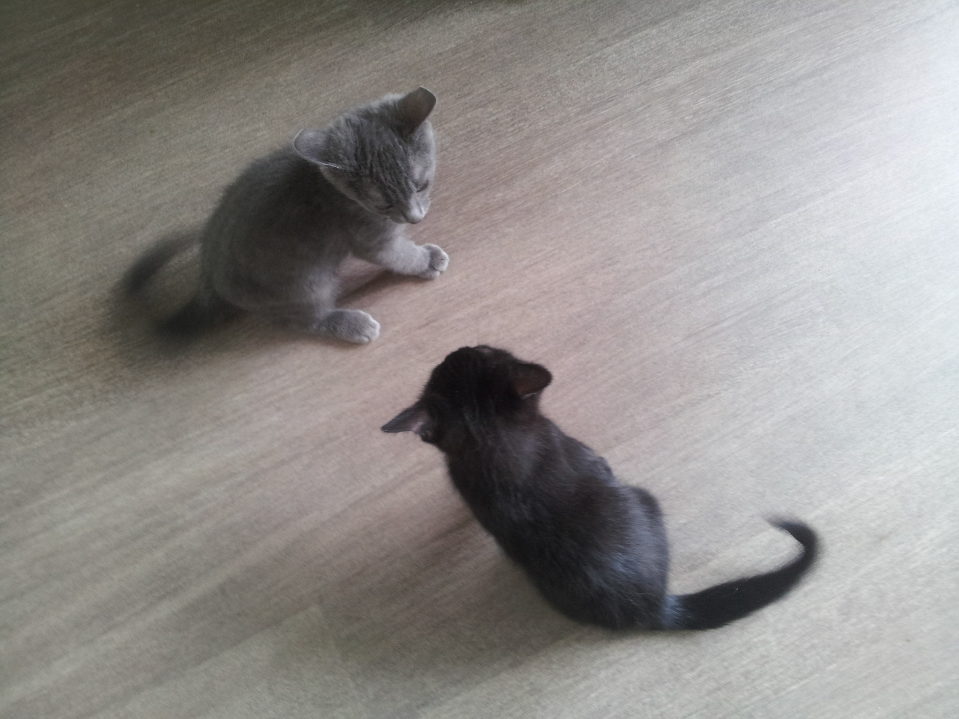 Nieuwe aanwinst voor de familie