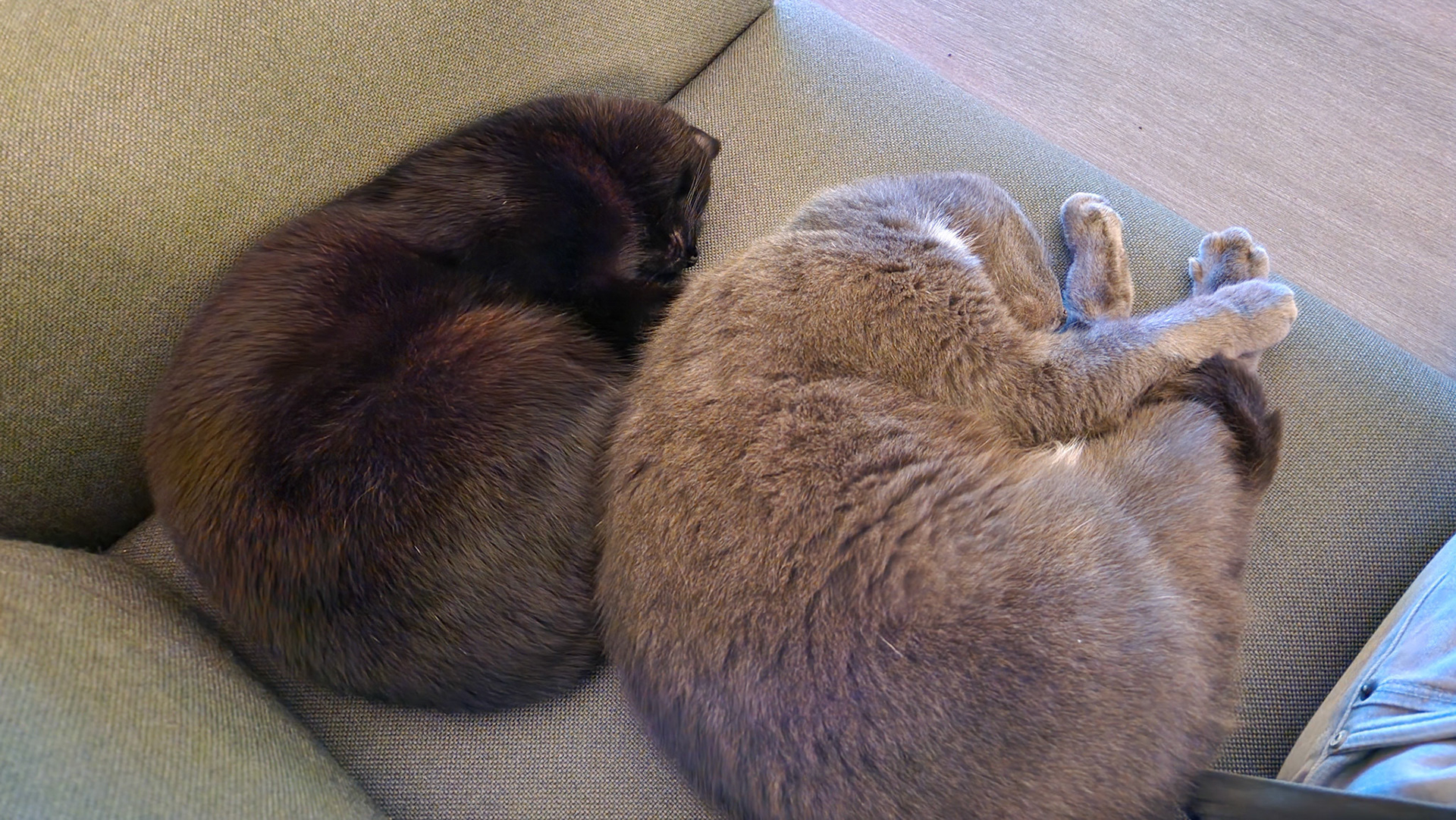 Unique brotherliness