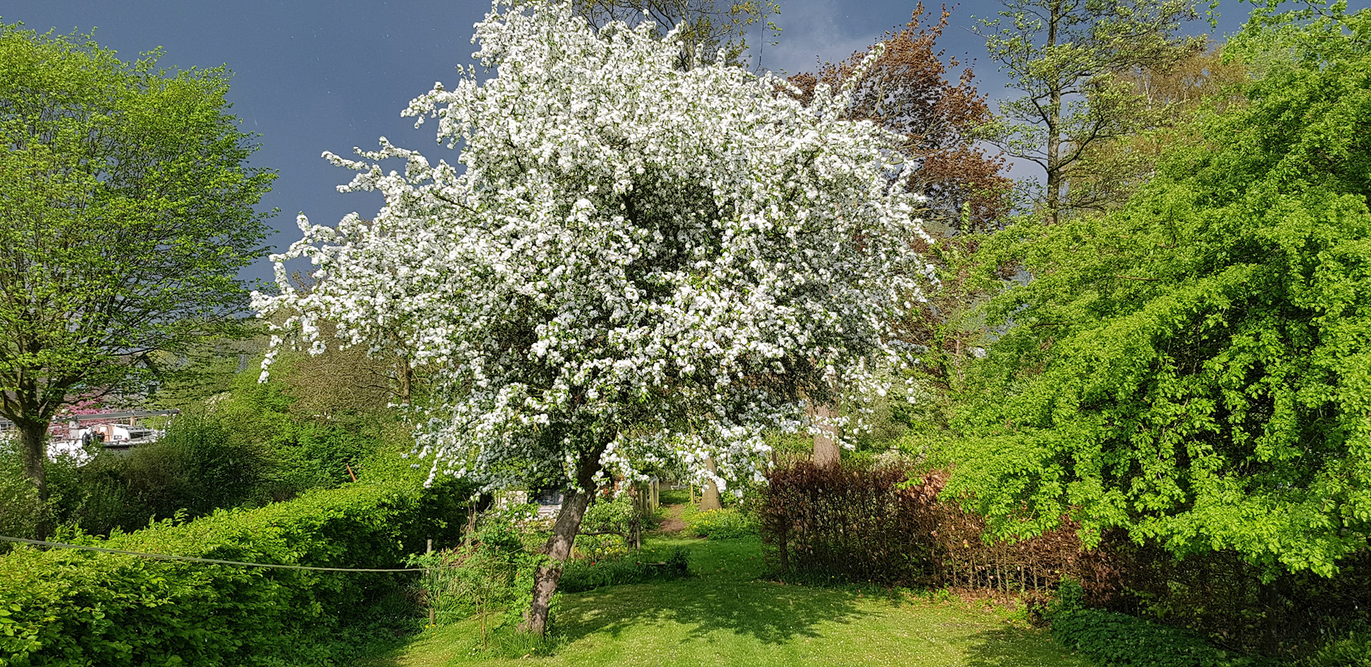 Bloesem before the storm