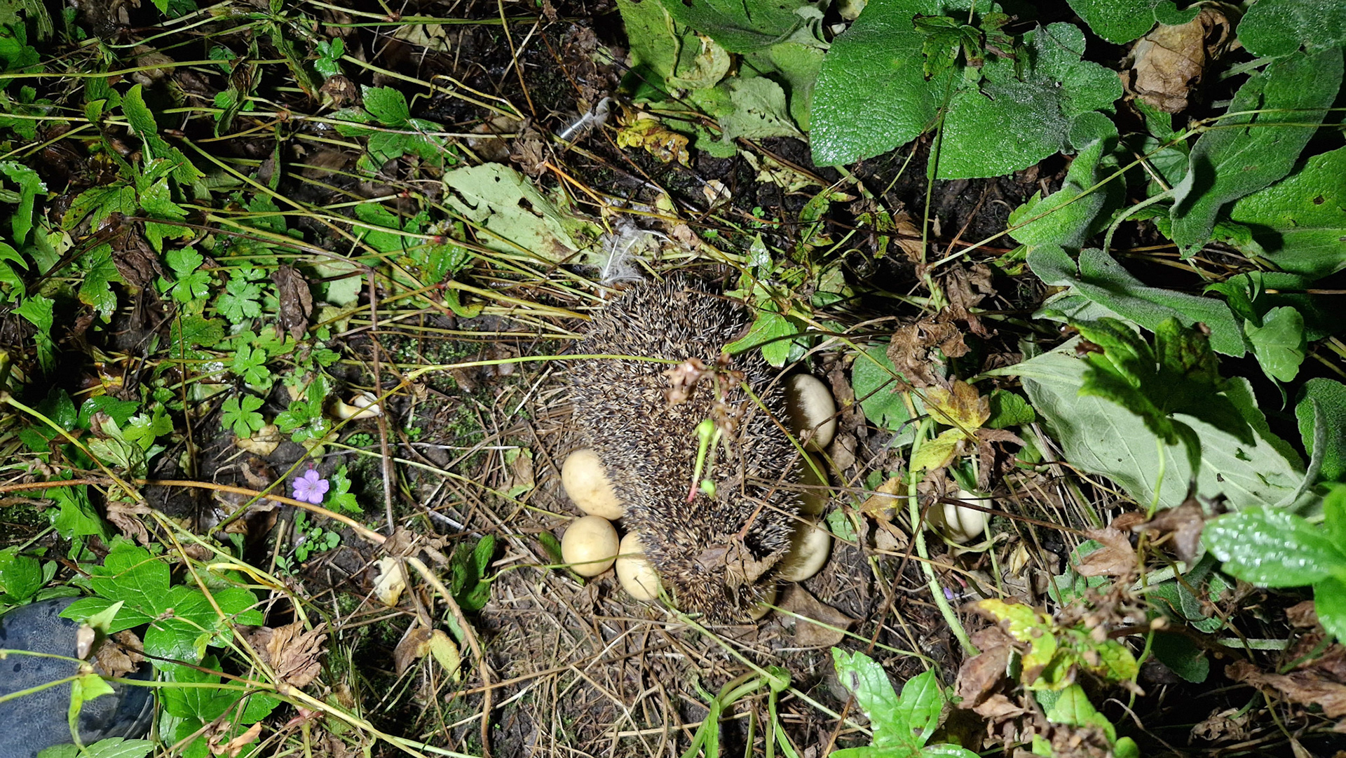 Egel vs verborgen kip