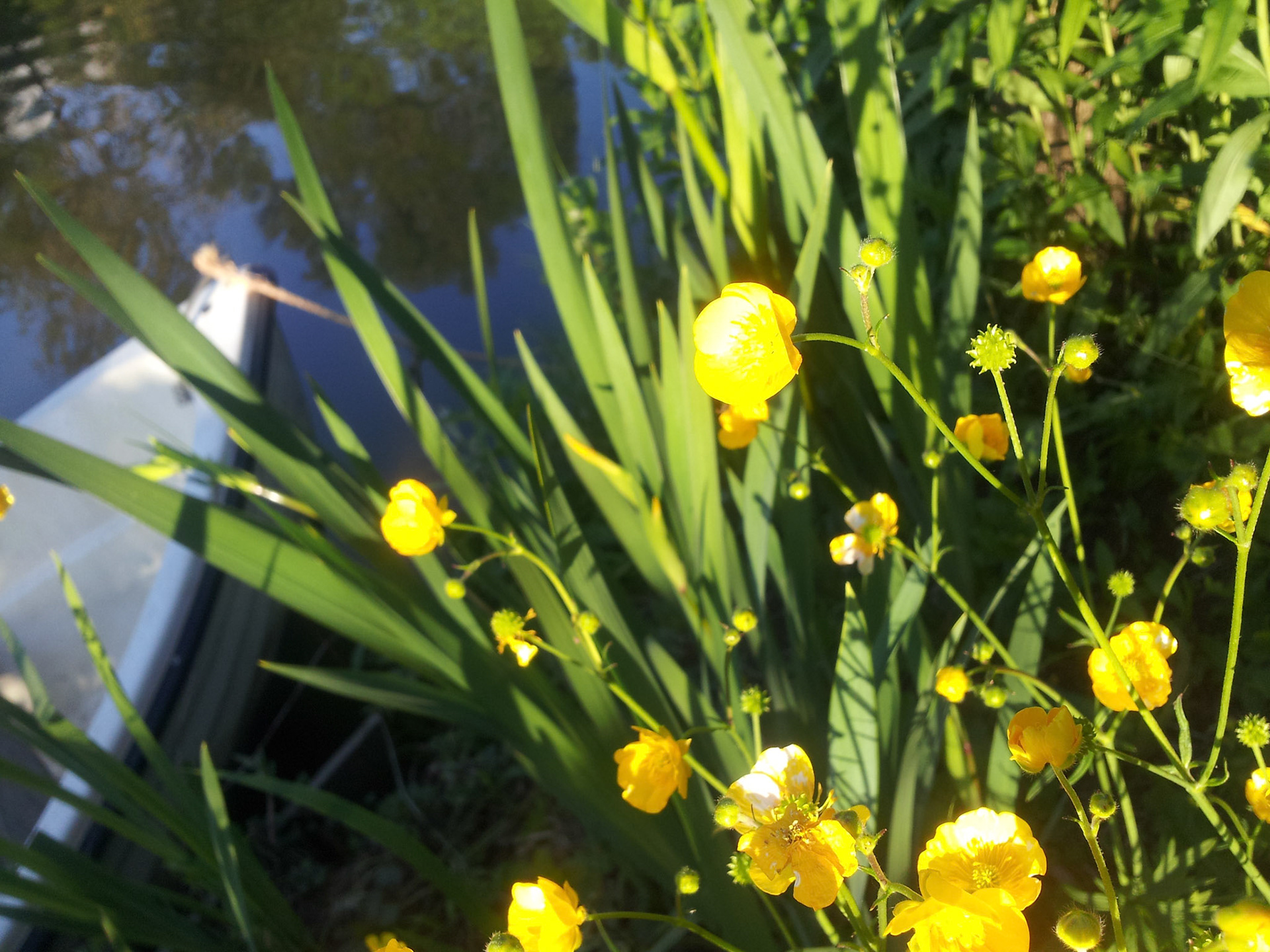 Boterbloemen aan het water