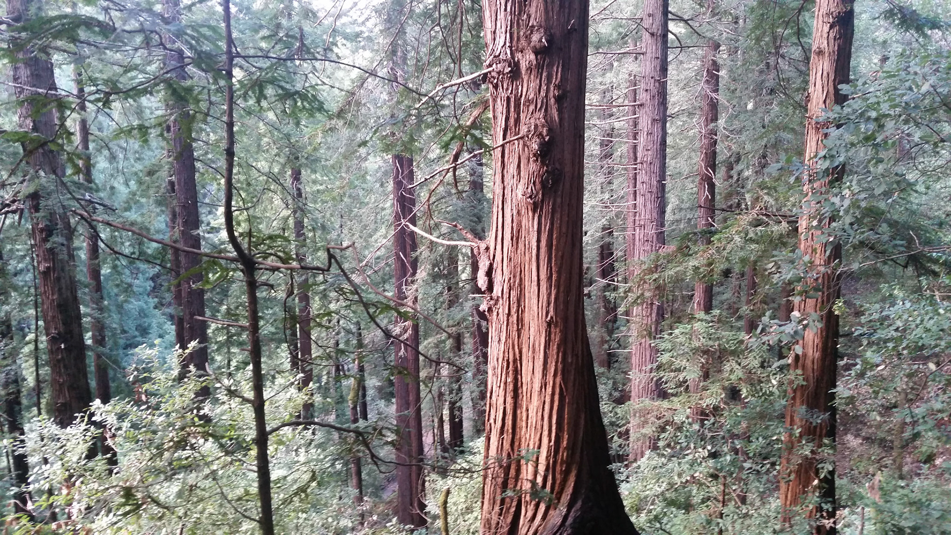 Muir woods