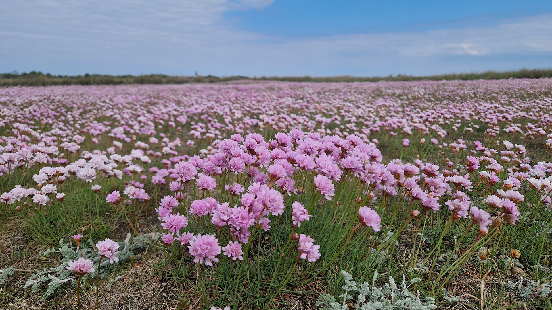 Engels gras