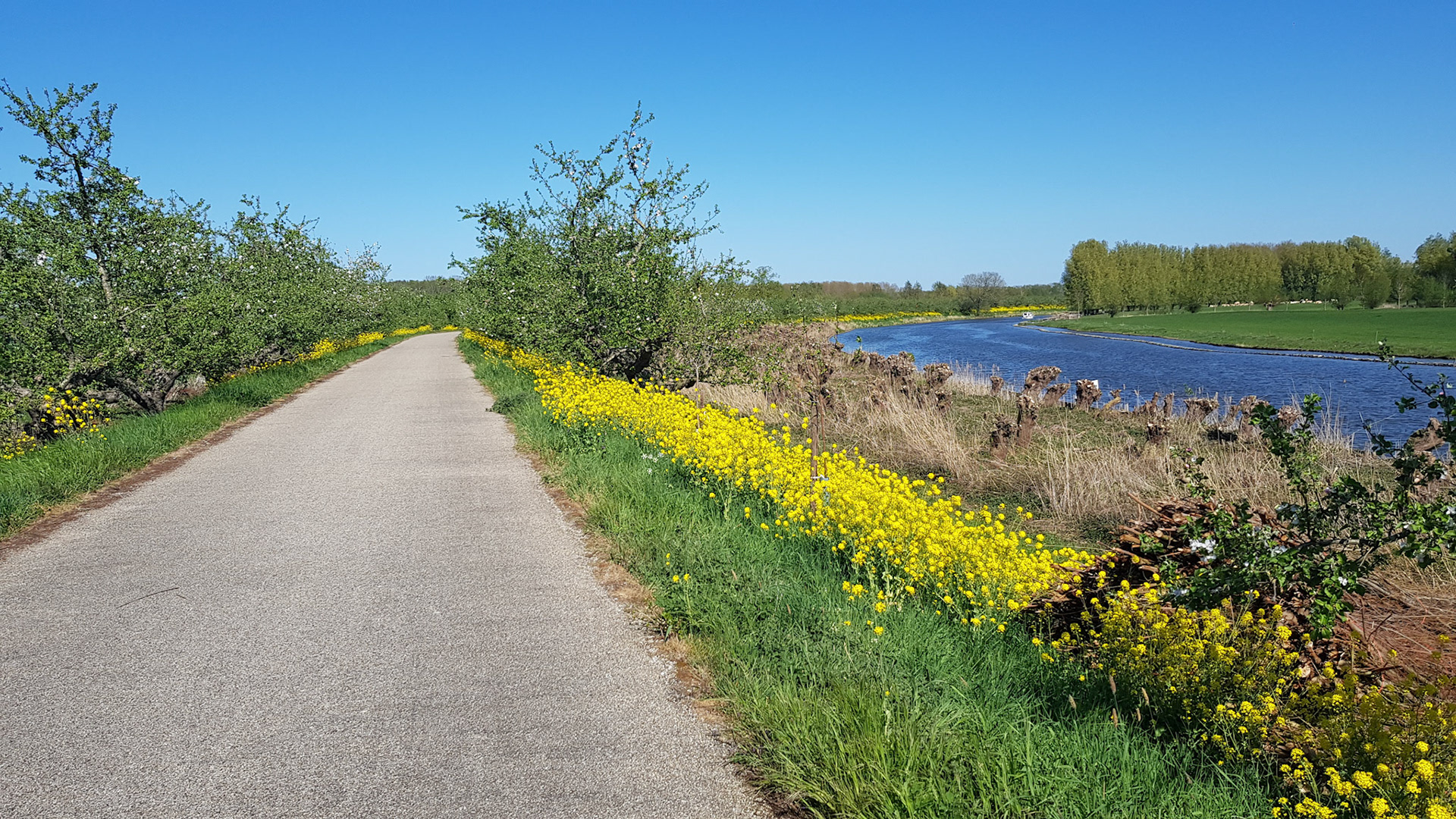 Appeldijk Langs de Linge