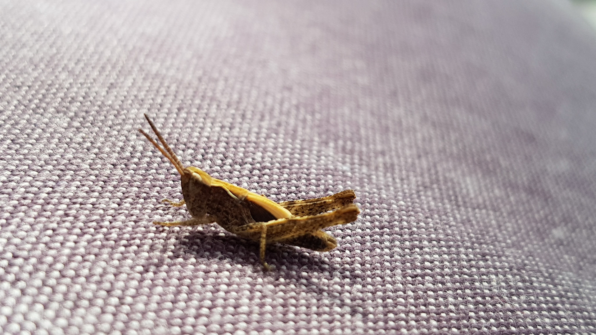 Curious critter