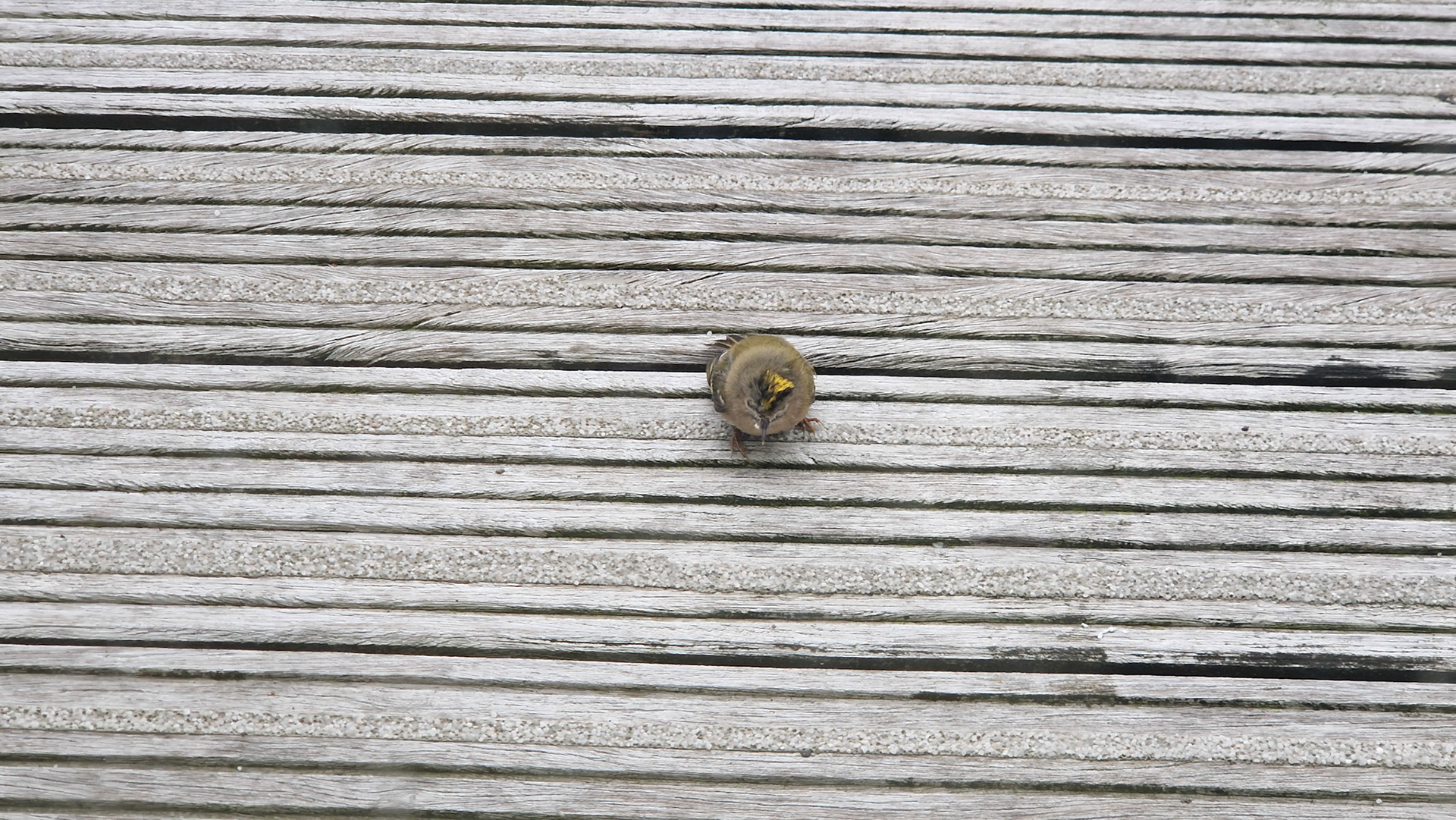 Goudhaantje met hoofdpijn