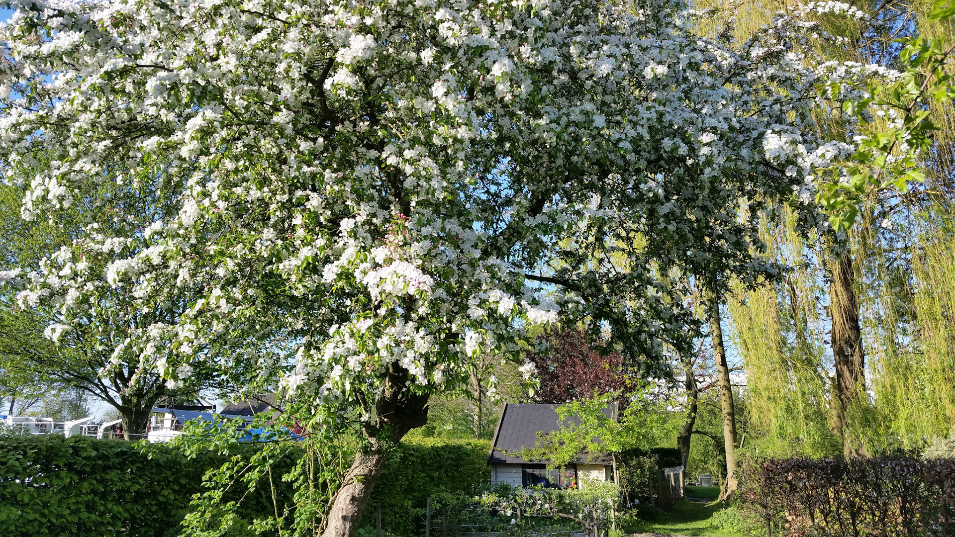 Lente! Bloesem! Groen!