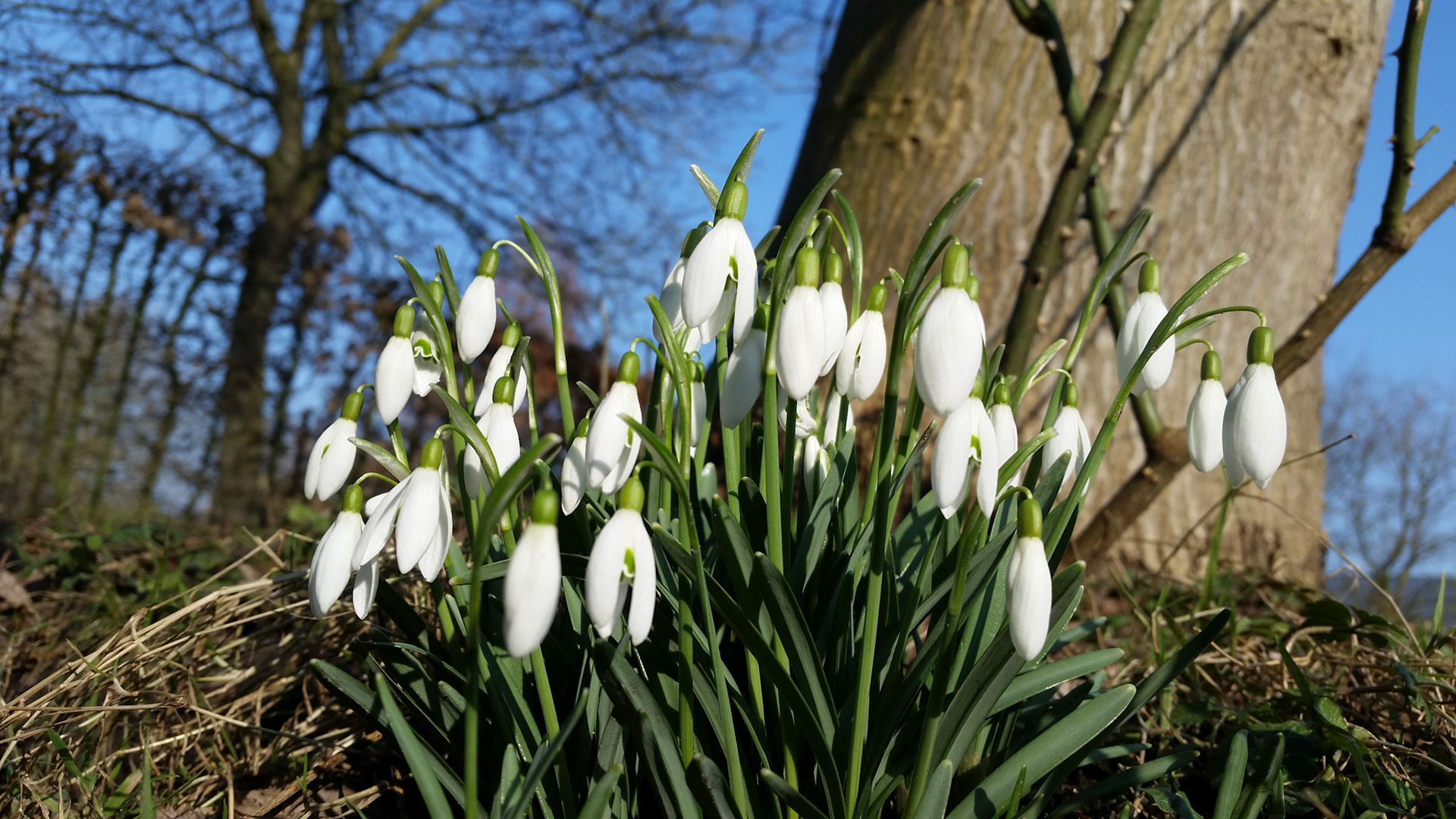 Laat de lente maar beginnen