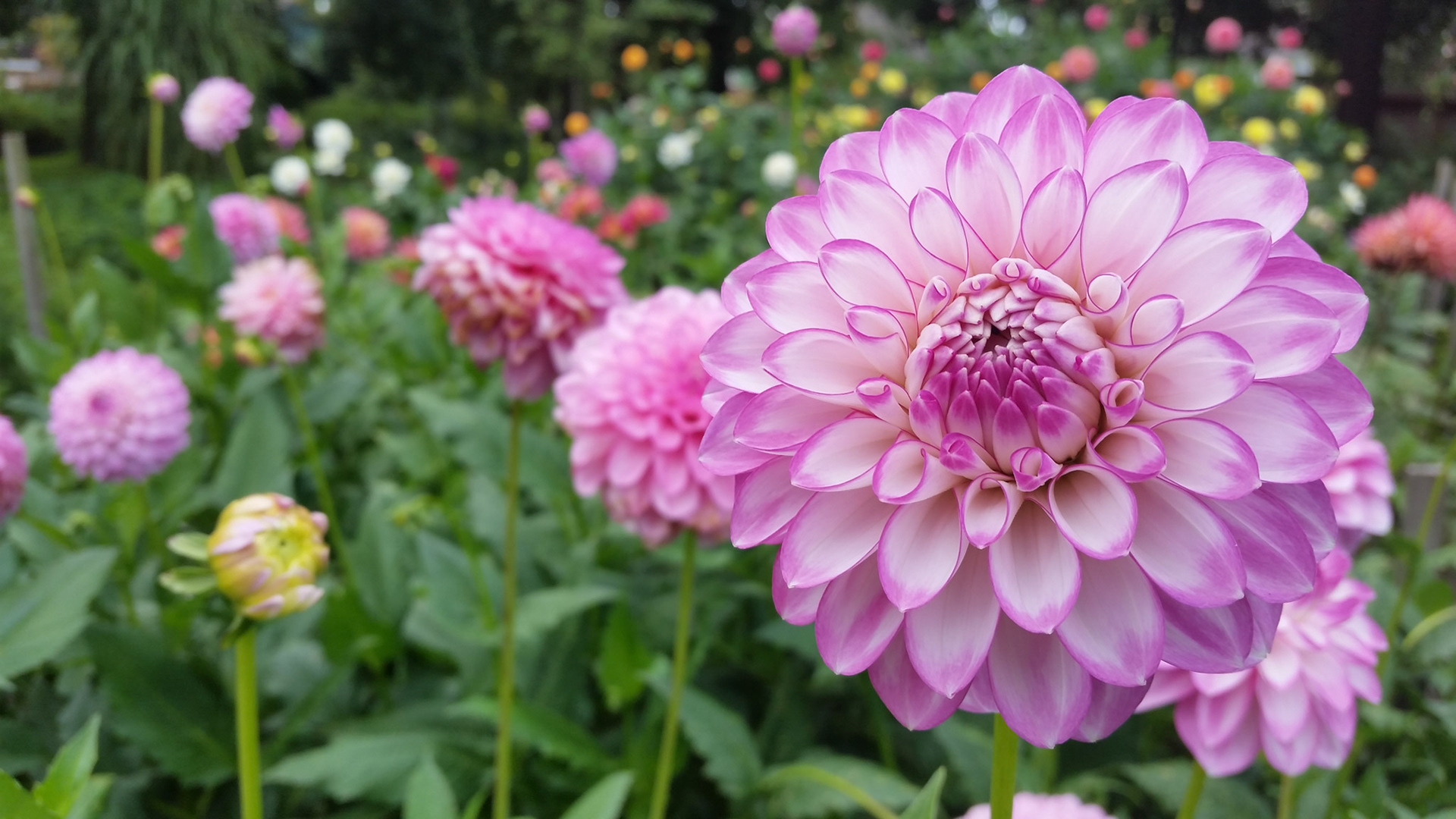 Amazing Dahlia 3